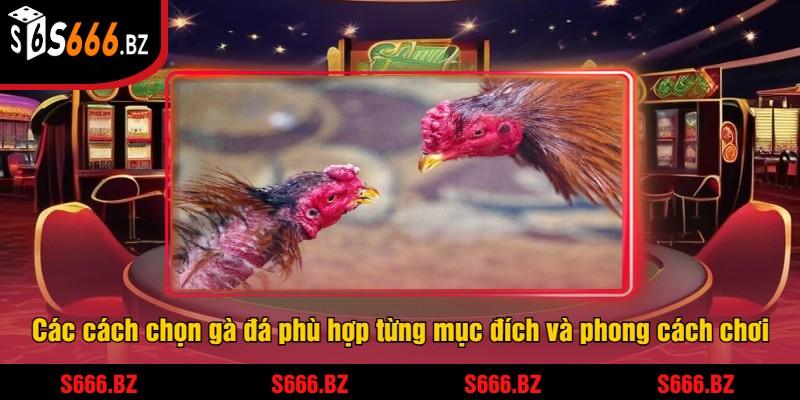 Các cách chọn gà đá phù hợp từng mục đích và phong cách chơi